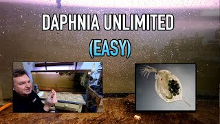 How I Raise Daphnia Water Fleas And You Can Too [upl. by Yenolem]