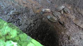 Facts about Woodlice on Wood Bark  with babies asexual reproduction  crustaceans [upl. by Ireg]