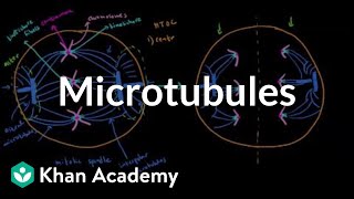 Microtubules  Cells  MCAT  Khan Academy [upl. by Nirrac337]