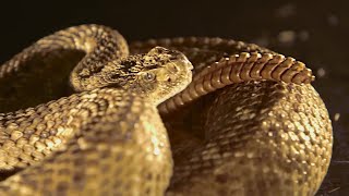 Rattlesnake Tail in Slow Motion  BBC Earth [upl. by Armat]