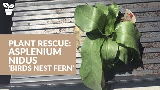 Plant Rescue Asplenium nidus  Birds Nest Fern  Fern Care [upl. by Jarret]