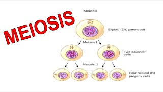 Cell Division Meiosis Animation [upl. by Annemarie]