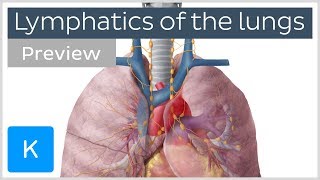 Lymphatics of the lungs lymph nodes and vessels preview  Human Anatomy  Kenhub [upl. by Shevlo]