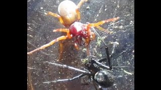 Black Widow Vs Woodlouse Spider DeathMatch [upl. by Werdma]