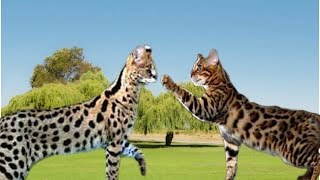 Savannah Cat vs Bengal Cat  Understanding The Differences [upl. by Bright]