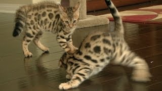 Bengal Kittens Wrestle Like Champions [upl. by Nosreh]