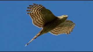 Sparrowhawk Bird Call Bird Song [upl. by Col278]