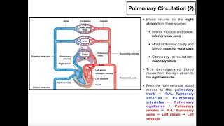 Trachea and bronchi—common pathology [upl. by Eamaj500]