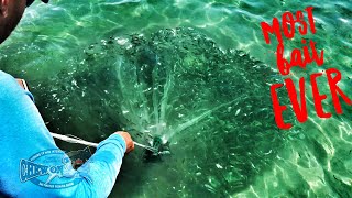 Cast Netting Fishing Most Bait Fish Ever Caught In Florida [upl. by Nosnarb539]