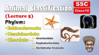 Animal Classification Lecture 5  Echinodermata Hemichordata chordata  Class 10 SSC  state board [upl. by Elke]