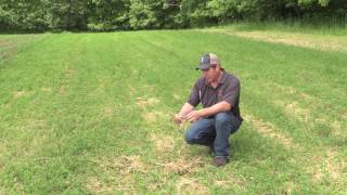 Alfalfa food plot [upl. by Chariot]