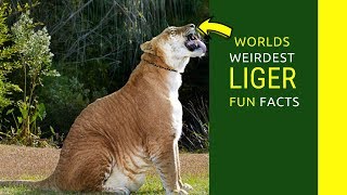 Liger facts for kids Liger information you didn’t now before [upl. by Eybba]