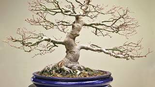 Developing Maple Bonsai trees [upl. by Iaj]