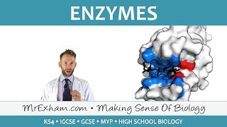 Enzymes  GCSE Biology 91 [upl. by Lemrej]