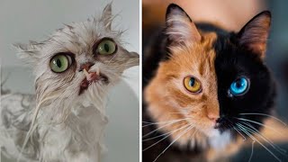 10 CATS You Wont Believe Actually Exist [upl. by Reseda]