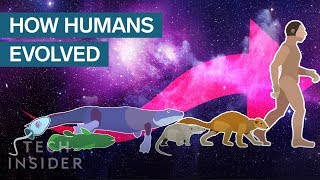 Incredible Animation Shows How Humans Evolved From Early Life [upl. by Derfnam]