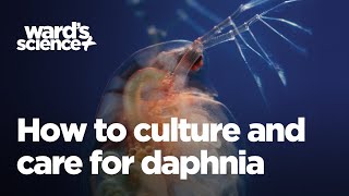 Caring and Culturing for Daphnia [upl. by Bess257]