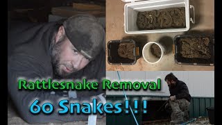 Removing 60 RATTLESNAKES From a Den Under House [upl. by Hildy]