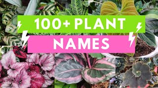 Plant Names and Pictures Plant Identification [upl. by Hannis]