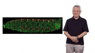 YuhNung Jan UCSFHHMI 1 How Does a Neuron Develop its Dendritic Morphology [upl. by Sussman]