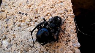 Jumping Spider vs Black Widow [upl. by Ahseel]