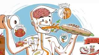 Le parcours des glucides dans lorganisme [upl. by Greyso]