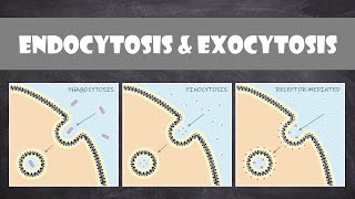 Endocytosis amp Exocytosis  Cell Biology [upl. by Mara18]