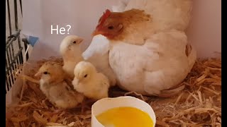 Tiny Serama Chicks Hatch and Grow Up Serama Chicken Egg Hatching By Cute Pet Hen [upl. by Strickland]