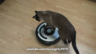 Cat shows HOW TO use iRobot Roomba Vacuum [upl. by Winchell]