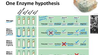 BIOL183 Beadle amp Tatums OneGeneOneEnzyme hypothesis [upl. by Nitnelav]