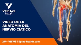 Video de la anatomia del nervio ciatico [upl. by Alurta]