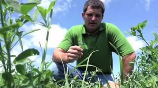 Boosting Alfalfa Yield with Teffgrass [upl. by Latoya534]