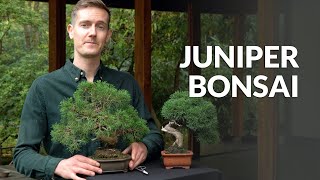 Juniper Bonsai tree care [upl. by Schulz215]