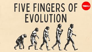 Five fingers of evolution  Paul Andersen [upl. by Rehpotsrhc]