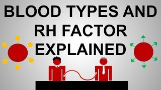 Blood Types and Rh Factor Explained [upl. by Medora]