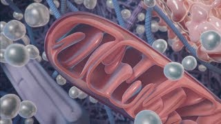 Antihypoxia Therapy — Mechanism of Action MOA [upl. by Zippel]