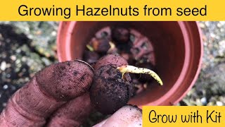 Growing Hazelnut Trees from Seed  Stepbystep guide [upl. by Anihc]