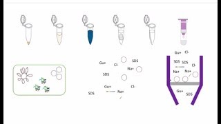 Plasmid Purification [upl. by Bindman]