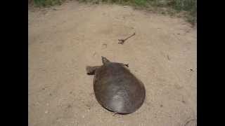 SUPER FAST TURTLE [upl. by Ranjiv]