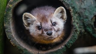 Animal Spotlight American Marten [upl. by Spark605]