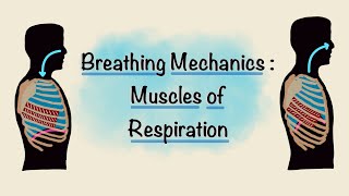 Muscles of Respiration  Breathing Mechanics  Respiratory Physiology [upl. by Barclay]