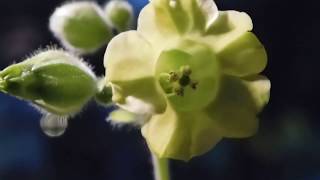 Nicotiana Rustica Flowers Growing Aztec Tobacco [upl. by Leira]