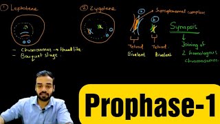 Prophase1 Leptotene Zygotene Pachytene Diplotene amp Diakinesis prophase celldivision [upl. by Sikes]