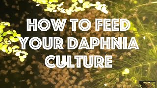 How To Feed Your Daphnia Culture [upl. by Einohtna913]