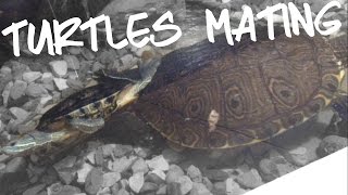 slider turtles MATING timelapse [upl. by Ranzini]