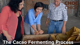 The Cacao Fermenting Fermentation Process [upl. by Sara]