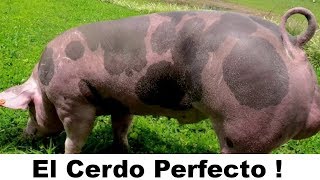 El Cerdo Perfecto Para Pie De Cría [upl. by Kristina]