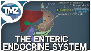 GI Tract Control Gastrin CCK Secretin Motilin and Gastric Inhibitory Peptide Updated Audio [upl. by Kizzie]