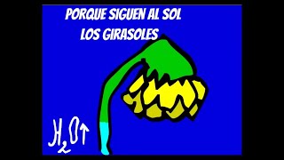 Porque los girasoles siguen al Sol [upl. by Dirgni]