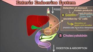 Control of the GI Tract The roles of Gastrin CCK Secretin Motilin and Gastric Inhibitory Peptide [upl. by Lapo]